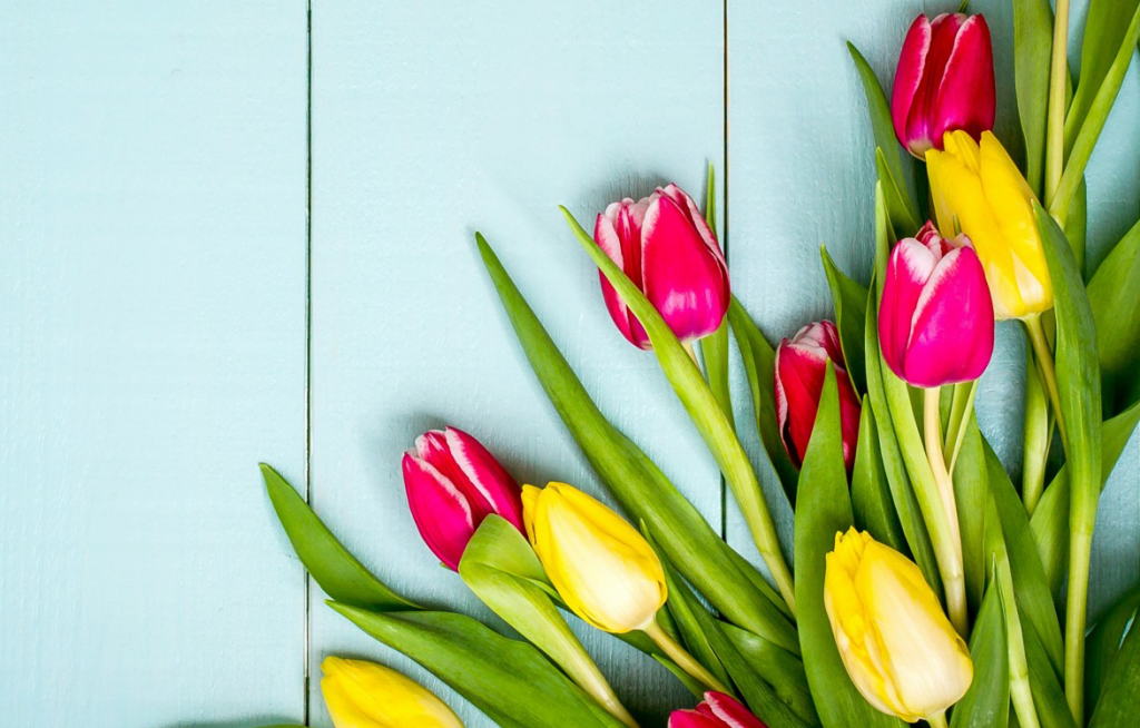 vesna-colorful-wood-tiulpany-tulips-spring-flowers-tsvety-pi